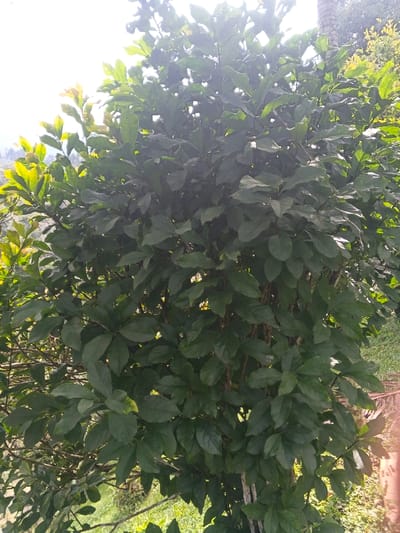 The image depicts a dense, verdant bush or small tree, centrally positioned and occupying the majority of the frame. The foliage consists of numerous dark green, ovate leaves, with some lighter green and yellowish leaves visible primarily in the upper left quadrant, indicating new growth or sunlit areas. Multiple brown stems and branches are discernible through the thick canopy. Bright, overexposed sky is visible in the upper left and top center, suggesting an outdoor, daytime setting with strong sunlight. In the background, to the left and lower center, green natural vegetation or a grassy slope is visible. A reddish-brown object or surface is partially present in the lower right corner. There are no individuals, animals, or explicit actions depicted. The scene is located in Tapaiteng Uesa, Bhutan.