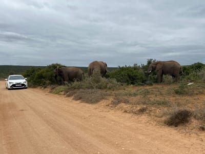 An outdoor scene in Sundays River Valley Local Municipality, South Africa, likely within a game reserve such as Addo Elephant National Park, depicts three African elephants in proximity to a white sedan on an overcast day. A white Toyota Corolla sedan, license plate 'EC 06 BR GP', is stopped on a reddish-brown dirt road in the left midground, facing slightly right. To the right of the vehicle and slightly ahead are three elephants. The leftmost elephant is partially obscured by dense green bushes, appearing to forage. The middle elephant is mostly obscured by foliage, with its rear visible. The rightmost elephant stands mostly clear of the bushes, facing right, exhibiting visible tusks, and also appears to be foraging. The foreground consists of the dirt road and sparse, dry shrubs. The midground and background feature dense green bushland extending to the horizon under a heavily clouded, grey sky. A small white bird is visible on the ground amidst vegetation in the right midground. No human subjects are visible.