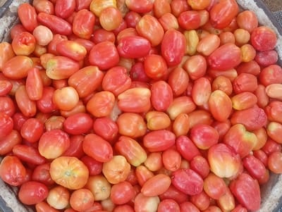 A large quantity of fresh tomatoes is densely piled within a dark-rimmed container, possibly a market basket or bin, in the city of Wamba, Nigeria. The tomatoes exhibit a range of ripeness, predominantly displaying shades of red and orange, with some showing yellow and slight green hues. The shapes vary, with many appearing oval or plum-like, while others are more rounded or irregularly formed. No individuals, specific actions, or additional objects are visible in the frame beyond the tomatoes and the container's edge.