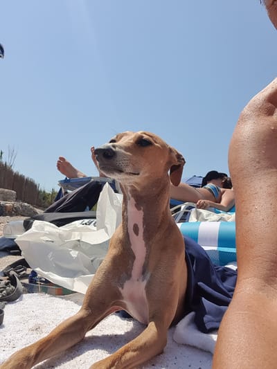 This image captures a sunny day at a beach, possibly in Chersonisos, Greece, with a dog in the foreground. The dog, a light brown whippet or similar breed, is lying on a white towel, looking to the right of the frame with its head slightly tilted. Its fur is short, and it has a distinctive white marking on its chest. Behind the dog, two people are visible on lounge chairs. One person, partially obscured, is lying on their back, wearing a blue and yellow striped bikini. Their legs are stretched out in front of them. Another person's arm and shoulder, glistening with sweat or water, are in the far right of the frame, suggesting they are also enjoying the beach. The background shows a clear blue sky, a wooden fence, and some sparse vegetation, typical of a Mediterranean coastal environment. Several items are scattered on the ground, including a white plastic bag, a dark blue garment, and a water bottle, indicating a relaxed beach setting.