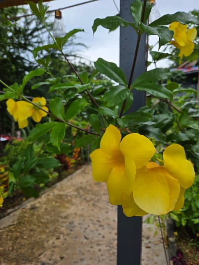 An outdoor shot focuses on a cluster of vibrant yellow flowers, with water droplets on their petals, growing on a vine. The vine is supported by a dark grey pole. In the background, a wet pathway made of pebbles and concrete winds through a garden area with lush green foliage and other colorful plants. The sky is overcast. A string of vintage-style light bulbs is visible in the upper portion of the image. The scene appears to be in Koh Toch Village, Cambodia.