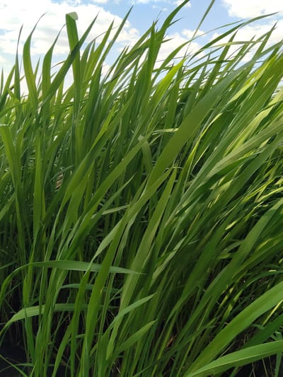A close-up, low-angle shot captures a dense field of tall, vibrant green grass swaying in the breeze. The blades of grass are sharply in focus, with their long, slender forms dominating the frame. The light filters through the grass, creating variations in shade and highlighting the texture of the leaves. Above the grass, a bright blue sky with scattered white clouds is visible. The sunlight suggests it is daytime, likely a clear and pleasant day given the bright sky. The scene evokes a natural, tranquil outdoor setting. The image does not contain any people, objects, visible text, or specific activity or event. The location is Bilyaivka, Ukraine.