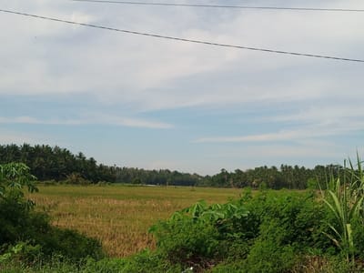 This image captures a rural landscape in Payabeunyot, Indonesia. The upper portion displays a light blue sky with scattered, thin white cloud formations. Two thin, dark power lines stretch horizontally across the upper third of the frame. Below the power lines, a wide, flat agricultural field dominates the midground. This field exhibits areas of golden-brown stubble, indicative of a recently harvested crop, intermingled with patches of greener vegetation. A dense, dark green treeline, primarily composed of palm trees, forms the distant horizon, extending across the entire width of the scene. The immediate foreground is filled with lush green foliage, including broad-leafed plants on the left and taller, grass-like plants on the right, which frame the view of the field. No individuals or discernible structures are present within the field or foreground vegetation.