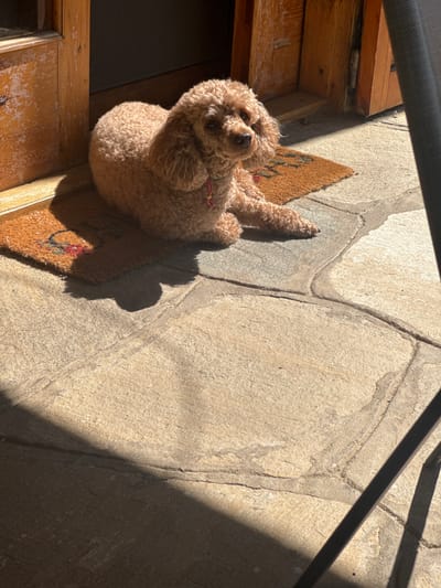 A brown poodle sits on a doormat next to a wooden door in an outdoor setting. The ground is paved with light brown stone slabs. Sunlight casts shadows across the scene. The location is Γερακινή, Greece.