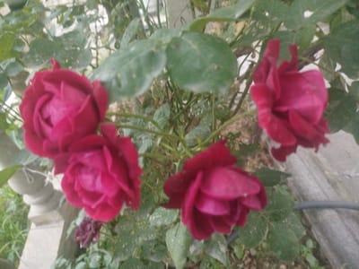 A medium shot captures a cluster of dark red roses in bloom, with lush green foliage and a stone structure visible in the background. The roses, some fully open and others in bud, display velvety petals that are a deep, rich crimson. The leaves are a vibrant green, though some appear to have white speckles, possibly from water droplets or a light dusting.
In the background, a weathered stone balustrade or column can be seen, suggesting an outdoor garden setting, perhaps a park or a residential area. The lighting appears to be natural daylight, casting soft shadows and highlighting the textures of the flowers and leaves. There are no people or animals visible in the frame. The overall scene evokes a sense of natural beauty and tranquility. The location context of Khachmaz, Azerbaijan, further situates this image within a specific geographical area, known for its diverse landscapes. The image does not contain any visible text.