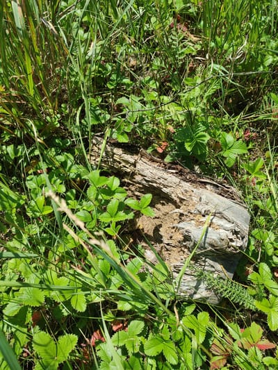 A close-up, ground-level view of a weathered, grey, fallen log partially covered in sand and surrounded by lush green vegetation. The log is positioned horizontally in the frame, with its rough, splintered texture visible. Surrounding the log are numerous small, green plants with distinctive, toothed leaves, likely wild strawberries. Taller, green grasses and other foliage fill the background, creating a natural, outdoor scene. There are no people, animals, or man-made structures clearly visible in the image. The lighting suggests it is daytime, with shadows cast by the vegetation and the log. The image does not provide any information about the city of Bakhmut, Russia, nor does it depict any military activity or damage.