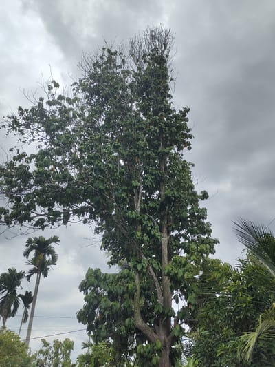 The image captures a vibrant green landscape under an overcast sky, with a tall, prominent tree dominating the center and right side of the frame. This large tree features a dense canopy of lush green leaves, with numerous clusters of small, green, elongated fruits or seed pods hanging from its branches, particularly visible along the main trunk on the right. Towards the very top, many bare, skeletal branches are visible, contrasting with the leafy sections below, suggesting either a seasonal state or growth pattern.
In the lower-left portion of the image, several slender palm trees, likely areca nut palms given the location context, stand tall with their distinctive fronds. Another frond, possibly from a coconut palm, extends into the frame from the lower right corner. The sky is completely overcast, filled with thick grey clouds, indicating cloudy weather and diffused daylight. Faint power lines are visible strung across the middle ground between the palm trees.
The scene is static, depicting natural elements without any visible human or animal activity. The presence of tropical vegetation, particularly the palm trees, is consistent with the provided location context of Mesjidpirak, Indonesia. There is no visible text in the image.