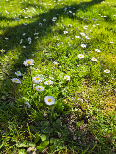 The image shows a patch of grass interspersed with white daisies. The grass is green and lush, with some brown patches and moss visible. The daisies are small and scattered throughout the grass. There is a blurred shadow in the left side. The ground is visible in some areas, with dirt and small rocks. The location is an outdoor area in San Donà di Piave, Italy.