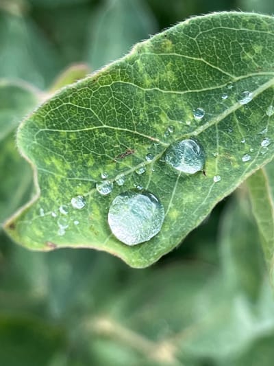 A macro photograph captures a green leaf with numerous water droplets. The leaf's veins are clearly visible, and the edge is slightly fuzzy. Two prominent water droplets are near the center of the leaf, with smaller droplets scattered across its surface. The background is a blur of green foliage. The image does not contain any information about a specific location in Pamyati 13 Bortsov, Russia, nor does it depict any people, actions, or interactions.