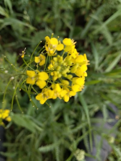 A cluster of small, yellow flowers is in focus in the foreground, with a green, out-of-focus background of grass and foliage. The flowers are delicate and appear to be on thin stems. The overall lighting suggests it is daytime. The location is specified as Bulaev, Kazakhstan.