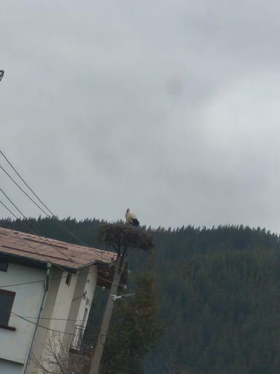 The image shows a stork standing in a large nest on top of a utility pole near a building. The building appears to be a house with a red roof and a light-colored exterior. The foreground contains power lines and leafless branches. In the background is a dense forest of evergreen trees under a cloudy sky. It is identified that the location is Borino, Bulgaria.