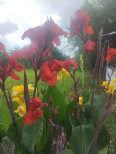In Bandza, Georgia, a cluster of Canna lilies with vibrant red and yellow blossoms dominates the foreground of this outdoor scene. The flowers, some fully bloomed and others in bud, rise from thick, dark stems and broad green leaves. The background is a blur of lush green foliage and a cloudy sky, suggesting it is daytime. A sliver of a rustic roof structure is visible on the right edge of the frame. The overall impression is one of lush, natural growth.