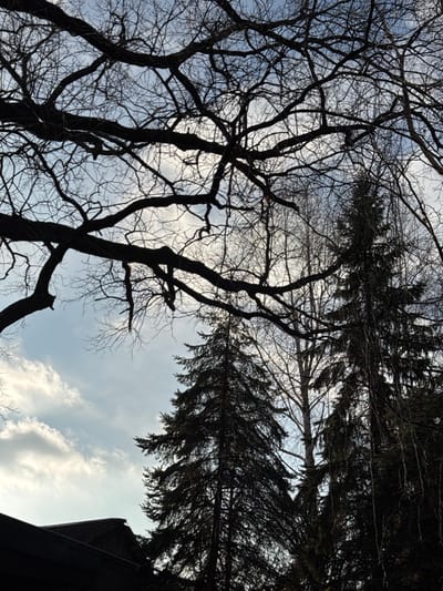 The image captures an upward view through a dense canopy of trees against a bright, cloudy sky in Plyuty, Ukraine. The scene is dominated by two distinct types of trees: the left and central parts of the frame feature deciduous trees with an intricate network of bare, dark branches, indicating either winter or early spring. To the right, tall evergreen trees, likely conifers, extend into the frame, their dark, dense needles forming stark silhouettes.

The sky is a mix of light blue and soft white clouds, suggesting a partly overcast day with diffused sunlight. The strong backlighting causes the tree branches and foliage to appear almost completely black, emphasizing their form and texture against the luminous sky. A small, dark portion of a building or roof is visible in the lower right corner, suggesting the edge of a built environment adjacent to the natural setting. No people or specific activities are visible. The atmosphere is calm and natural. No text is visible in the image.