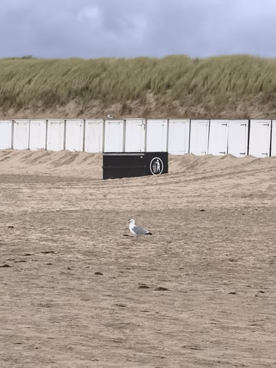 The image depicts a beach scene with a row of white beach cabins behind a dark green dune. In front of the cabins, there is a black trash receptacle with a circular white logo indicating a person throwing trash into a bin. The foreground is a sandy beach with tire tracks, and a seagull stands in the sand. The sky is overcast. The location is likely the beach in Bergen, Netherlands, known for its dunes and beach cabins.
