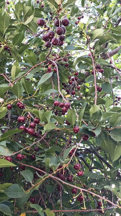 The image shows a close-up view of a cherry tree with ripe, dark red cherries hanging from its branches. The cherries are clustered together on thin stems, surrounded by green leaves. The branches of the tree are visible, with some appearing thicker and woody, while others are thinner and more flexible. The lighting suggests it is daytime, with some sunlight filtering through the leaves. The overall scene is natural and depicts a bountiful harvest of cherries. The location is specified as Нуъмон Розиқ, Tajikistan.