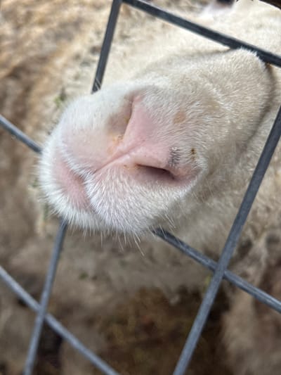 An extreme close-up, eye-level shot of a sheep's nose and mouth pressed against a gray metal fence. The sheep has white fur with a pink nose and mouth. The background is blurry and indistinct, but appears to be a field or pasture. The location is in the city of Boulder, United States.