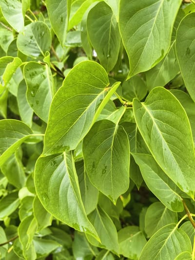 A close-up, overhead shot shows a cluster of vibrant green leaves on a bush, likely in Ljungsbro, Sweden. The leaves are a rich emerald hue, with visible veins and a slightly glossy texture, suggesting they are wet from recent rain or dew. Some leaves are curled or folded, creating depth and shadow within the frame. The background is a soft blur of more green foliage, indicating a natural, outdoor setting. No people, animals, or man-made objects are present.