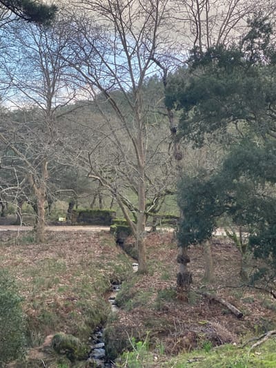 The image displays a natural, wooded landscape situated within the Tapada Nacional de Mafra, Portugal. The scene is characterized by a mix of deciduous and evergreen trees under an overcast sky.
In the immediate foreground, a narrow, rocky stream flows from the center-right towards the bottom-left of the frame. Its banks are sloped and covered with brown fallen leaves, sparse green grass, and mossy patches. To the right of the stream, a small, dark-barked evergreen tree with dense, dark green foliage and a prominent gnarled trunk stands on a slight elevation, adjacent to a partially decomposed log lying horizontally.
In the middle ground, a dirt path or track extends horizontally across the frame. The stream passes underneath this path through a visible, dark culvert or small bridge structure. On the far side of the path, to the left, a low, rectangular stone or concrete structure, partially covered with moss, is present. A small yellow sign is visible near the path on the left side.
Several large deciduous trees with bare, intricate, light grey-brown branches dominate the left and central portions of the middle ground, suggesting a winter or early spring season. These are interspersed with evergreen trees, particularly on the right side and in the background, which display dense, dark green foliage. The background consists of a sloping hillside densely covered with a blend of bare deciduous and green evergreen trees, receding into the distance beneath a pale, cloudy sky. There are no human or animal subjects visible in the scene.