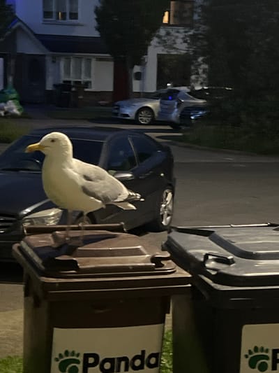 A seagull stands on top of a brown garbage bin in the foreground, facing left. The seagull is mostly white with gray wings and a yellow beak. Behind the seagull, a dark-colored car is parked on a paved road. Further in the background, there is a two-story house with a dark roof and several windows. To the right of the house, there are trees and other foliage. A silver car is visible on the road in front of the house. The scene appears to be a residential street at dusk or early evening. The image is slightly blurry, suggesting it was taken at night or in low light conditions. The overall setting is consistent with a suburban or urban environment in Balbriggan, Ireland.