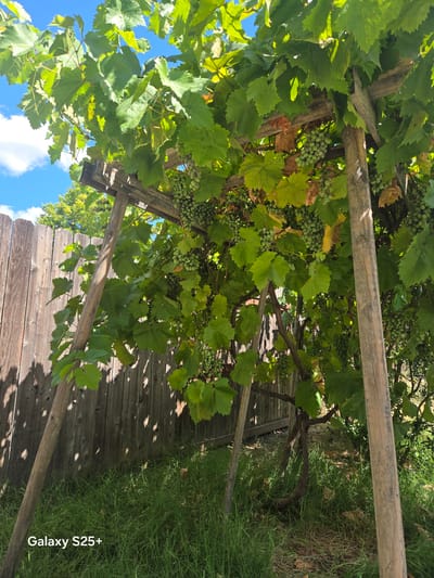 An outdoor medium shot captures a wooden arbor supporting a grape vine laden with unripe green grapes. The arbor consists of thick wooden posts and beams, weathered and aged. Lush green grape leaves, some tinged with yellow and brown, create a dense canopy. Clusters of small, green grapes are visible amongst the foliage. Behind the arbor, a weathered wooden fence stands, casting dappled shadows on the ground. The ground beneath the arbor is covered in green grass and dry leaves. In the background, a clear blue sky with scattered white clouds can be seen. The scene is located in Antelope, United States.