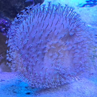 This media file is a close-up, underwater photograph of a vibrant purple coral. The coral is textured and appears to be alive, with numerous small, star-shaped polyps extending from its surface. The polyps are a lighter shade of purple and have a delicate, almost feathery appearance. The background of the image is a mottled blue and purple, suggestive of an aquarium or a shallow marine environment. The lighting is artificial, likely from aquarium lights, which casts a blue hue over the scene. There are no people or discernible text visible in the image. The focus is entirely on the intricate details of the coral, highlighting its biological structure and vibrant color. The overall impression is one of natural beauty and the complex ecosystem of an aquatic environment.