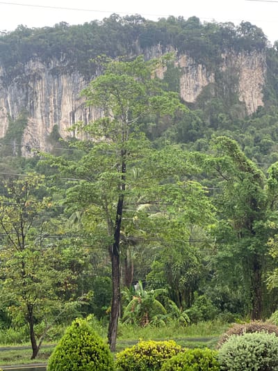 The image depicts a lush, verdant landscape in Tambon Tha Uthae, Thailand. A sheer cliff face, striated with pale rock formations, dominates the left side of the frame. The cliff is partially obscured by dense foliage. In the center and right of the image, dense greenery prevails, featuring a variety of trees, shrubs, and vegetation, including banana trees. Electrical wires are visible, intersecting the scene horizontally through the trees. A paved road is seen in the very bottom right corner of the frame. The overall lighting suggests overcast or rainy weather conditions.