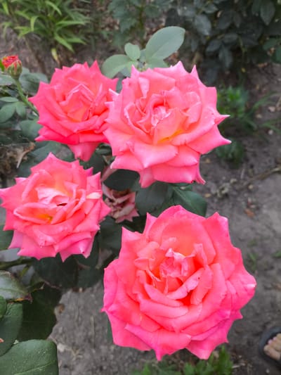 Four vibrant pink roses are in bloom, their petals unfurling to reveal lighter shades of yellow and orange at their centers. They are set against a backdrop of green foliage and the dull grey of soil. A single rosebud, a deep red, peeks out from the upper left of the frame. A sliver of a person's foot, wearing a black sandal with pink toenail polish, is visible in the bottom right corner. The scene appears to be an outdoor garden, likely in Yuzhno-Sukhokumsk, Russia, given the context.