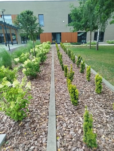 The image depicts the exterior of a modern, light grey brick building, likely a public or commercial structure, with large windows and wooden accent panels. A landscaped area runs along the front of the building, featuring a pathway lined with bark mulch. Several rows of small, conical evergreen shrubs are planted in the mulch, creating a geometric pattern. Adjacent to these shrubs is a bed of low-growing green bushes, possibly hydrangeas with small white flowers. Tall ornamental grasses and a medium-sized tree with a rounded canopy are also visible in the foreground. The overall setting suggests an urban or suburban environment, likely a park or the grounds of an institution within Marki, Poland.