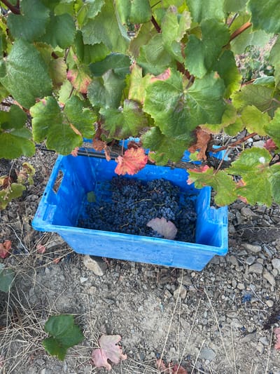 A blue rectangular plastic harvesting crate, partially filled with dark, ripe grapes, is positioned on dry, rocky soil in a vineyard in Carrazeda de Ansiães, Portugal. Overhanging the crate are green grapevine leaves, several of which exhibit reddish and brownish discoloration. The ground immediately surrounding the crate consists of dry soil, various small rocks and pebbles, and sparse dry grass. Several individual dark grapes and a few fallen leaves, some green and some reddish, are scattered on the ground. The grapes inside the crate are predominantly dark purple to black, arranged in clusters, with a subtle powdery bloom visible on their surfaces. One discolored, reddish-pink leaf rests on top of the grapes within the crate. No individuals are present in the scene.