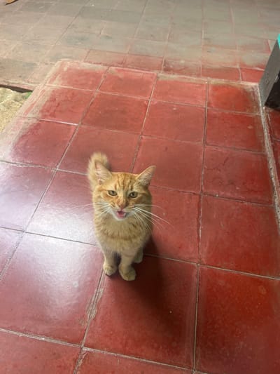 An orange tabby cat with white whiskers and yellow eyes is sitting on a red tile floor, looking directly at the camera with its mouth open. The cat is the central focus of the image. The floor is made of square red tiles with visible grout lines, and some areas show wear and tear. In the background, to the right, a dark vertical object, possibly a doorframe or pillar, is partially visible. The overall environment appears to be an outdoor or semi-outdoor space. The question about the location in León, Nicaragua, cannot be answered from the visual information provided in the image.