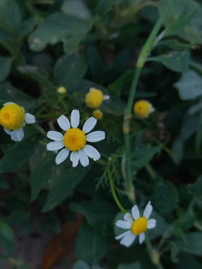 A close-up, eye-level shot captures a small patch of blooming chamomile flowers amidst dark green foliage. The flowers are white with yellow centers, some fully open and others still in bud. A slender green stem is visible on the right side of the frame, reaching towards the top. The background is a blur of leaves, suggesting a natural outdoor setting. The image lacks any signs of human presence or urban elements, indicating it was taken in a natural environment, possibly in Djany-Pahta, Kyrgyzstan, far from city structures.