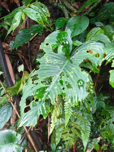 The scene, located in Situm, Papua New Guinea, presents a dense arrangement of wet tropical foliage. A large, dark green leaf, positioned centrally, is heavily damaged with numerous irregular perforations and frayed edges, indicative of significant herbivory. Its surface is reflective with moisture and marked with scattered yellow-green spots. Surrounding this prominent leaf are smaller, vivid green leaves in the upper left, and various fern fronds below. A light brown, possibly wooden or bamboo, stalk is partially visible along the left margin. The environment is characterized by lush, damp vegetation, suggesting a humid, natural forest understory. No human activity or artificial structures are present.