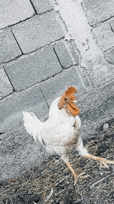 A white rooster with an orange comb and wattles stands on a dirt and straw ground in front of a grey cinder block wall. The rooster is facing the right of the frame, with its left leg extended forward as if walking. The scene appears to be outdoors, likely in a rural or semi-rural setting. The location is identified as Onaldy, Turkmenistan.