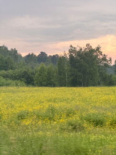 A serene, overcast sky with hues of pink and pale gray stretches above a dense line of trees. The trees are a mix of deciduous and coniferous, with lush green foliage. In the foreground, a vast field of yellow wildflowers creates a vibrant carpet, blurred due to motion. The overall scene evokes a sense of natural beauty and tranquility in a rural setting, likely Savvateevka, Russia. There are no people or specific actions depicted.