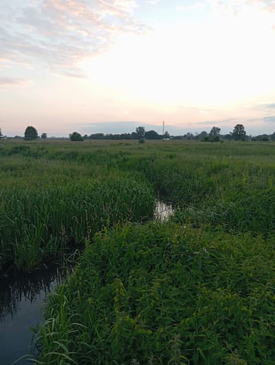 This is a photograph of a natural landscape scene taken in Wiktorów, Poland. In the foreground, a dark body of water is visible on the left, bordered by lush green reeds and other vegetation. The water reflects the sky and surrounding plants. The middle ground is dominated by a vast, verdant field filled with tall grasses and various plants, with a small stream or water channel winding through it. In the distance, the horizon is marked by a line of trees and shrubs, with a telecommunications tower visible on the left side of the frame. The sky above is a pale, cloudy expanse, with soft hues of pink and white, suggesting either dawn or dusk. The overall impression is one of a peaceful, rural environment.