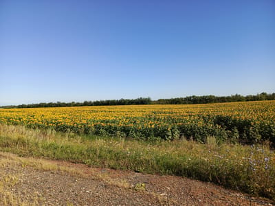 This is a photograph of a large field of sunflowers under a clear blue sky. The field occupies the majority of the frame, stretching from the left edge to the right edge of the image. The sunflowers are bright yellow with green centers and leaves, and they are densely packed together, creating a vibrant expanse of color. In the foreground, there is a gravelly path with some dry grass and small wildflowers. The path runs along the bottom of the image and curves slightly to the left. In the background, there is a line of dark green trees separating the sunflower field from the sky. The scene appears to be a rural landscape, likely in Chernyi Otrog, Russia, given the context. There are no people or animals visible in the image. The lighting suggests it is daytime, with the sun casting shadows on the sunflowers.