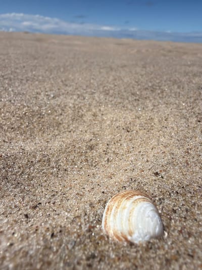 A low-angle, close-up shot focuses on a small, striped seashell partially buried in the coarse, tan sand of a beach. The seashell, with white and light brown bands, is positioned in the lower right quadrant of the frame. The sand is textured with individual grains visible, and some sparkle from reflected light. In the background, a blurry expanse of sand meets the horizon, above which a strip of blue sky with scattered white clouds is visible. The scene appears to be in the Gauja region of Latvia. There are no people or animals present in the image, and no actions or interactions are depicted. The environment is an outdoor, natural setting on a sandy beach under a partly cloudy sky.