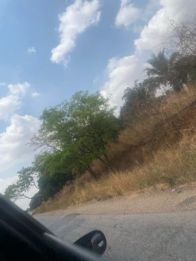 The scene depicts an outdoor environment in Ninzo West, Nigeria, viewed from the passenger side of a vehicle. A grey, paved road runs across the lower portion of the frame. To the right of the road, an upward-sloping embankment is covered predominantly with dry, golden-brown grasses and scattered dry vegetation. Multiple trees are visible on this slope; those in the mid-left display vibrant green foliage, while trees further right and higher up, including palm trees, exhibit sparser, drier, or leafless branches. The upper half of the image features a clear blue sky with scattered white cumulus clouds. Parts of the vehicle, specifically a dark door frame in the lower left and a side-view mirror in the lower right, are visible in the foreground. No individuals or specific actions are discernible within the frame.