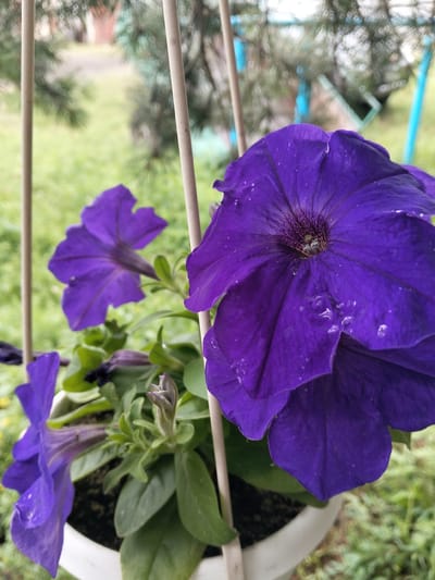 In the foreground of the image, a white planter contains several vibrant purple petunia flowers. One large, fully bloomed petunia is prominently positioned, its petals speckled with water droplets. Behind it, a smaller, slightly less focused purple petunia is visible, along with some green foliage and a closed bud. The planter and flowers are partially obscured by two vertical white poles, likely part of a fence or railing.
The background is a blur of green grass and trees, suggesting an outdoor setting. The image appears to have been taken in Bulaev, Kazakhstan, based on the provided context. The overall scene conveys a sense of natural beauty and serenity, with the colorful flowers adding a touch of vibrancy to the otherwise subdued background.