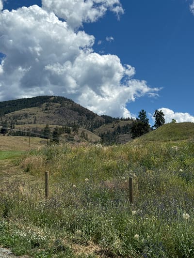 The image depicts a sunny day with a vibrant blue sky dotted with fluffy white clouds. The foreground is a meadow filled with tall, green grass and wildflowers in shades of white and purple. Two wooden fence posts stand amidst the vegetation. In the midground, rolling hills covered in dry grass and scattered trees lead up to a larger, tree-covered mountain in the background. Power lines are visible stretching across the landscape. This scene is consistent with areas in or around Kelowna, Canada, known for its hilly terrain and natural beauty. There are no people or animals visible in the image. The overall environment suggests a rural or semi-rural setting.