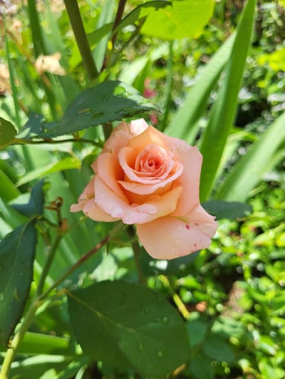 A close-up shot captures a single, delicate peach-colored rose in full bloom, its petals adorned with glistening water droplets. The rose is centered in the frame, surrounded by lush green foliage, suggesting it is part of a garden. The background is softly blurred, with hints of other greenery and sunlight creating a bokeh effect. The image appears to be taken outdoors, likely in a natural setting within Zolotonosha, Ukraine. There are no people or visible actions depicted.