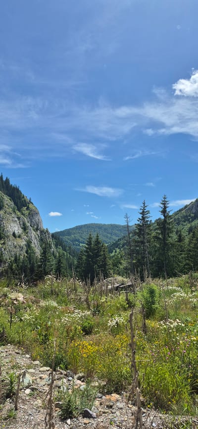The image depicts a vast mountainous landscape under a clear blue sky with scattered wispy clouds. In the foreground, a rocky, unpaved path leads through a dense field of wild grasses and wildflowers, characterized by various shades of green, yellow, and white blooms. The terrain is uneven, with scattered stones and dry, brittle vegetation.
To the left, a towering, rugged grey cliff face dominates the scene, sparsely covered with green vegetation. Beyond the cliff, a dense forest of dark green coniferous trees stretches upwards.
In the mid-ground, a thick forest of tall, dark green coniferous trees covers the undulating slopes of mountains. Some of these trees are dead and appear as skeletal figures against the vibrant green backdrop. The mountains in the distance are cloaked in a dense, verdant forest, creating a textured, layered effect.
The overall impression is one of untamed natural beauty, showcasing a wild, mountainous environment. The location is identified as Sedlačka gora, Montenegro. There are no people or animals visible in the image, and no objects or structures other than natural elements. The scene appears still and peaceful, with the focus entirely on the landscape.