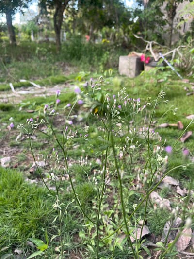 The image shows a close-up view of a patch of wild plants with small purple and white flower buds. The plants have thin, green stems and delicate branches. In the background, there is lush green grass, some dry leaves on the ground, and blurred trees. Further in the background, a concrete structure and some pink flowers are visible. The scene appears to be an outdoor, natural environment, possibly a garden or uncultivated area within Meunasahkrueng, Indonesia. There are no people or animals visible in the image. The lighting suggests it could be daytime.