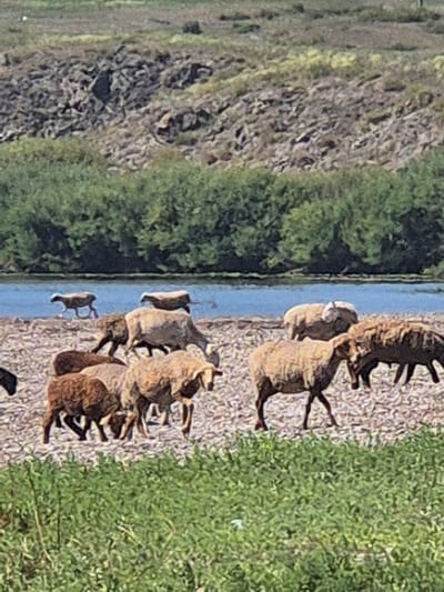 A flock of sheep grazes on a rocky, sparsely vegetated riverbank. The sheep are of various colors, including white, brown, and grey. In the background, a dense line of green trees borders a calm body of water. Beyond the trees, a rocky hillside rises. The overall environment appears to be rural and natural.