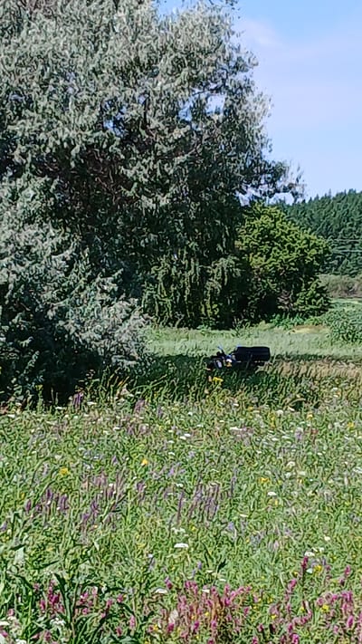 A motorcycle lies on its side in a field of wildflowers, with a large tree to the left and a line of evergreen trees in the background. The sky is clear blue. The motorcycle appears to be black and blue, with a black bag attached to the rear. It is lying on its right side, with the wheels facing upwards. The field is filled with a variety of wildflowers in various shades of purple, white, and yellow. The grass is green and appears to be tall in some areas. The scene is bathed in sunlight, indicating a bright, clear day. The location is Nadezhdenka, Russia.