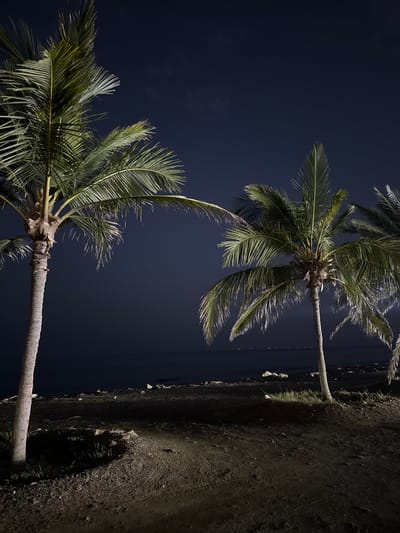 The image depicts a night scene in Dhadna, United Arab Emirates, featuring several palm trees. The sky is dark, suggesting it is night. A dark beach runs along the right side of the image, and the trees cast shadows on the beach due to a light source. The composition and low lighting add a surreal and atmospheric quality. The view is angled, with the bottom of the image depicting the lower trunks of the palm trees, and their fronds reaching upwards into the sky.