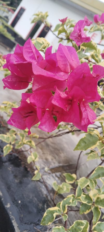 In Aneukgalongtiti, Indonesia, the image captures a close-up, slightly angled view of vibrant magenta bougainvillea flowers in bloom. The flowers are clustered together, with some showing delicate water droplets, suggesting recent rain or dew. The background is softly blurred, revealing a light-colored building with dark-trimmed windows and the hint of green foliage. The lower portion of the image features more bougainvillea branches with variegated green and yellow leaves, trailing downwards against a textured, greyish-brown surface, possibly a wall or stone. The overall scene is one of natural beauty in an outdoor setting, likely a garden or yard.