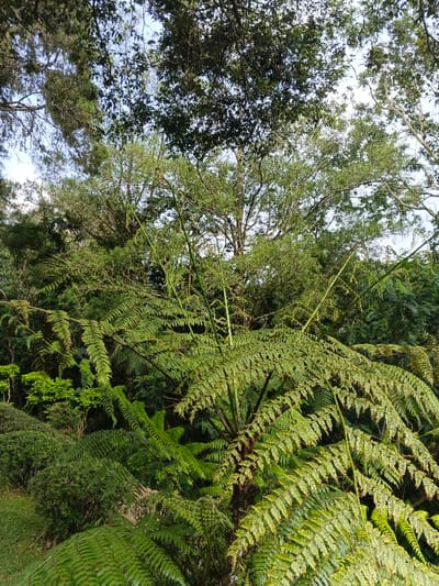 The scene captures a dense vegetated area, identified as Bangalum Bridge, Papua New Guinea. A large tree fern with numerous expansive, green pinnate fronds occupies the foreground. Several emergent, coiled fiddleheads are visible amongst the mature foliage. The midground and background consist of a thick canopy of diverse green trees and shrubs. Sections of clear, light blue sky are visible through the upper tree line. No human subjects, animals, or man-made objects are present.