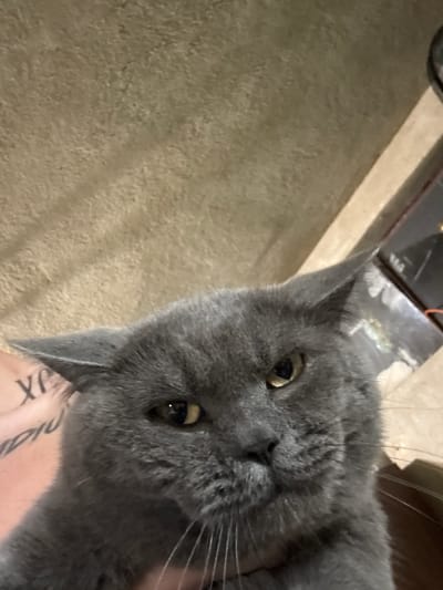 A close-up, eye-level, slightly upward-angled, medium shot captures a gray cat's face looking directly at the camera. The cat's fur is short and dense, with large, pointed ears and bright yellow eyes. Its whiskers are long and white. The background is out of focus, showing a textured beige wall and the corner of what appears to be a dark-colored object. There is a hint of a tattoo on the skin visible on the left side of the image, beneath the cat's ear. The cat's expression is neutral to slightly curious. The image quality is somewhat grainy, suggesting it was taken in low light conditions.