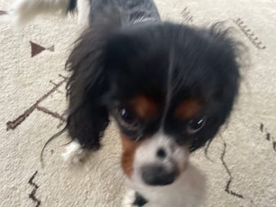 A close-up, high-angle photograph captures a tri-color dog, likely a Cavalier King Charles Spaniel, looking directly at the camera in an indoor setting in Montgomery, United States. The dog's head is the primary subject, filling the lower-middle portion of the frame. Its fur is predominantly black on its head and long, floppy ears, with distinct tan markings above its eyes and on its cheeks. A white patch covers its muzzle and extends down its chest, with black spots visible on its nose. The dog's dark, expressive eyes are wide and focused, conveying an attentive and curious emotion.
The setting is a domestic interior, with the dog positioned on a light-colored rug or carpet. The rug features abstract, dark brown patterns, including triangular shapes and broken lines, creating a subtle visual texture. Parts of the dog's black and white body are visible in the upper and left sections of the frame. The lighting is soft and ambient, characteristic of an indoor environment, without direct sunlight or discernible time of day. The image has a slightly soft focus, especially around the dog's snout, enhancing the gentle interaction portrayed. No visible text is present in the image.